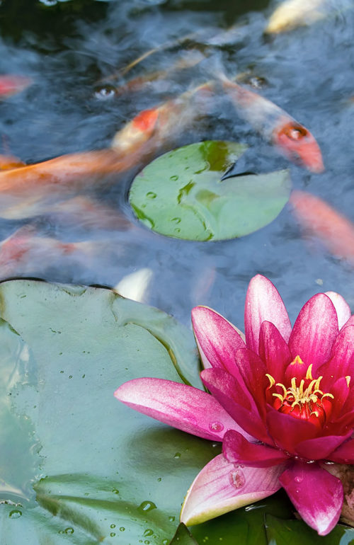 Bild på en näckros i en karpdamm